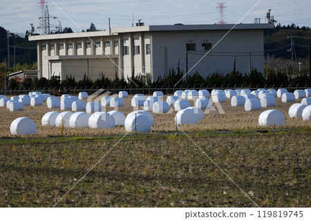 Walking around Sakura Walking around Sakura 119819745