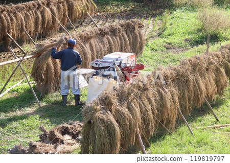 秋天，農村裡，農民在架子上打穀的景象。 119819797