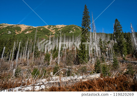 Dill valley, High Tatras mountain, Slovakia 119820269