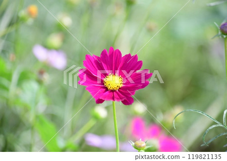 愛知農場的波斯菊盛開 愛知農場的波斯菊盛開 119821135