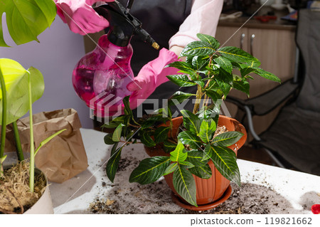 Indoor Plant Care with Essential Watering Tools for Successful Home Gardening Endeavors Indoor Plant Care with Essential Watering Tools for Successful Home Gardening Endeavors 119821662