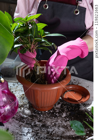 Taking Care of Indoor Plants With the Help of Colorful Pink Gardening Gloves for You Taking Care of Indoor Plants With the Help of Colorful Pink Gardening Gloves for You 119821663