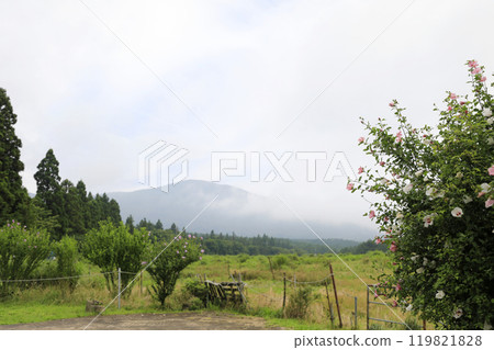 This is a picture of flowers blooming beautifully in nature. This is a picture of flowers blooming beautifully in nature. 119821828