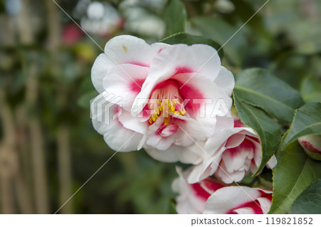 This is a picture of flowers blooming beautifully in nature. This is a picture of flowers blooming beautifully in nature. 119821852