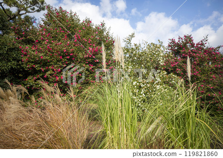 This is a picture of flowers blooming beautifully in nature. 119821860