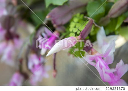 This is a picture of flowers blooming beautifully in nature. This is a picture of flowers blooming beautifully in nature. 119821870
