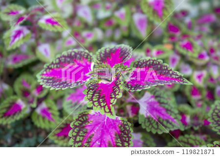This is a picture of flowers blooming beautifully in nature. This is a picture of flowers blooming beautifully in nature. 119821871