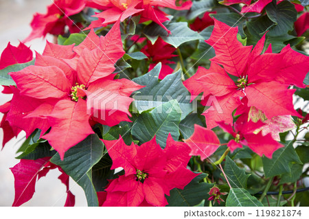 This is a picture of flowers blooming beautifully in nature. 119821874