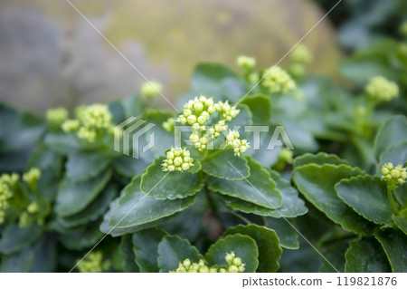 This is a picture of flowers blooming beautifully in nature. This is a picture of flowers blooming beautifully in nature. 119821876