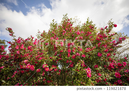 This is a picture of flowers blooming beautifully in nature. 119821878