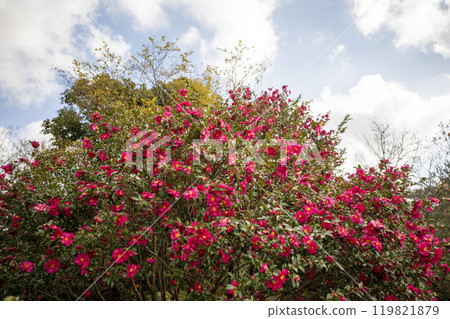 This is a picture of flowers blooming beautifully in nature. 119821879