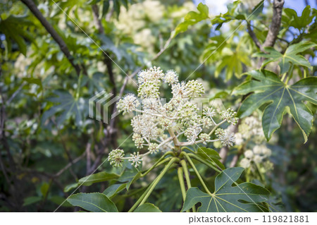 This is a picture of flowers blooming beautifully in nature. This is a picture of flowers blooming beautifully in nature. 119821881