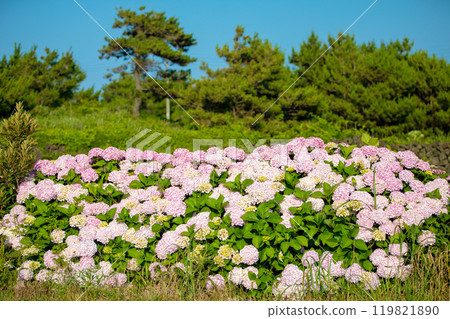 This is a picture of flowers blooming beautifully in nature. 119821890