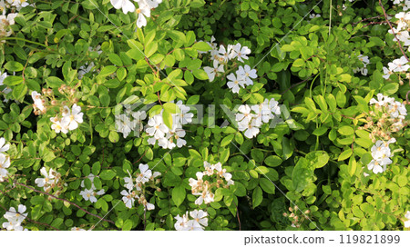 This is a picture of flowers blooming beautifully in nature. This is a picture of flowers blooming beautifully in nature. 119821899