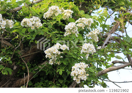 This is a picture of flowers blooming beautifully in nature. This is a picture of flowers blooming beautifully in nature. 119821902