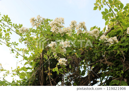 This is a picture of flowers blooming beautifully in nature. This is a picture of flowers blooming beautifully in nature. 119821906