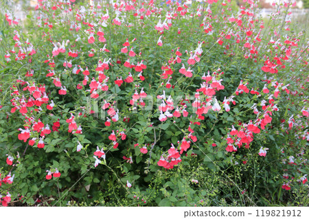 This is a picture of flowers blooming beautifully in nature. This is a picture of flowers blooming beautifully in nature. 119821912
