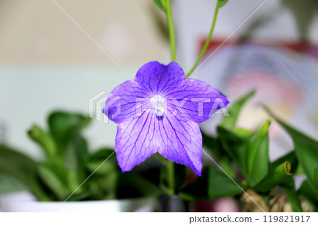 This is a picture of flowers blooming beautifully in nature. 119821917