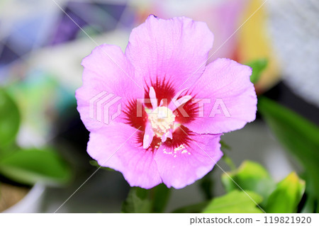 This is a picture of flowers blooming beautifully in nature. This is a picture of flowers blooming beautifully in nature. 119821920