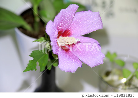 This is a picture of flowers blooming beautifully in nature. 119821925