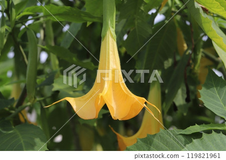 Orange flowers of angel's trumpet blooming in an autumn garden Orange flowers of angel's trumpet blooming in an autumn garden 119821961