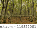 Primeval beech forest in autumn 119822061