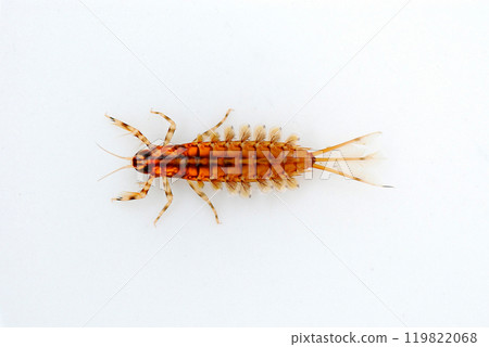 A mayfly with distinctive gills on its forelimbs 119822068