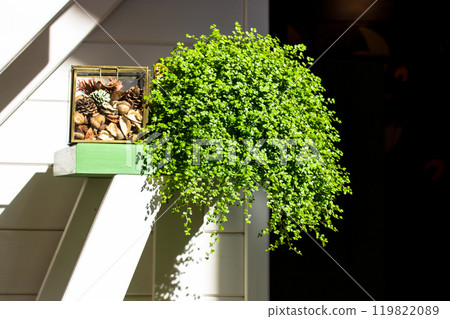 Green climbing plants helxine solerirolii in a flower pot on a shelf in cozy home. Cute interior elements. Round form plant indoors. Baby's Tears potted plant. Houseplant with small round leaves. Green climbing plants helxine solerirolii in a flower pot on a shelf in cozy home. Cute interior elements. Round form plant indoors. Baby's Tears potted plant. Houseplant with small round leaves. 119822089