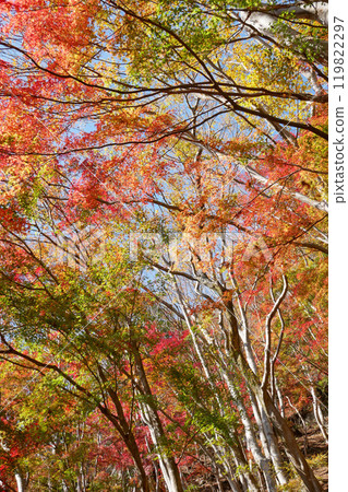 Autumn foliage at Momiji Valley on Mt. Amagake Autumn foliage at Momiji Valley on Mt. Amagake 119822297