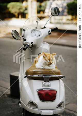 Red street cat lying on cozy scooter seat cushion, daytime nap 119822300