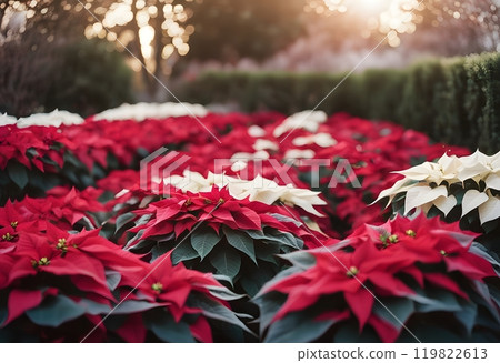 Red Poinsettia flowers, Euphorbia Pulcherrima, Nochebuena, Christmas Star of Bethlehem, traditional holiday plants, background 119822613