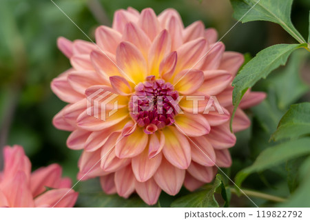 Dahlia flower with vivid pink and yellow gradation Dahlia flower with vivid pink and yellow gradation 119822792