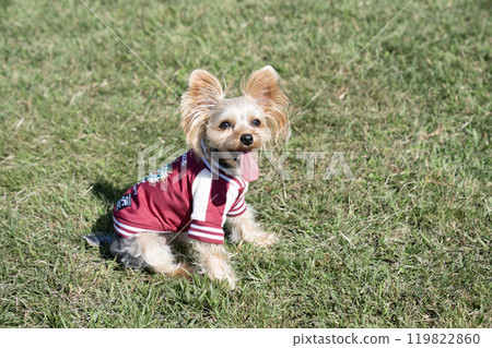 Smile Yorkshire Terrier Smile Yorkshire Terrier 119822860