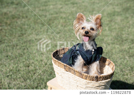 Yorkshire terrier smiling at the dog run 119822878