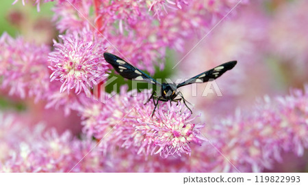 Insect Pseudo-motley common or black-bearded false moth (Amata phegea) - a butterfly from the subfamily of the bear in the family Erebids - on the flower of the plant Astilba chinensis Insect Pseudo-motley common or black-bearded false moth (Amata phegea) - a butterfly from the subfamily of the bear in the family Erebids - on the flower of the plant Astilba chinensis 119822993