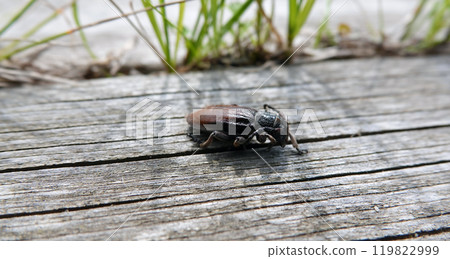 Common hermit beetle crawling on a plank Common hermit beetle crawling on a plank 119822999