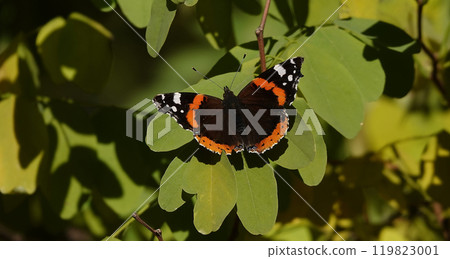 Butterfly Admiral close up 119823001