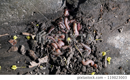Earthworms come out of the ground after rain Earthworms come out of the ground after rain 119823003
