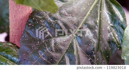 Aphids - insect pests on the green leaves of the plant Aphids - insect pests on the green leaves of the plant 119823018