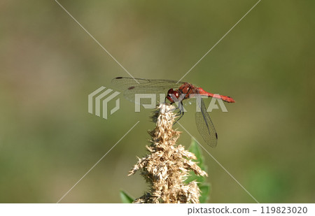 Dragonfly Saffron red living in the Ukrainian forests Dragonfly Saffron red living in the Ukrainian forests 119823020