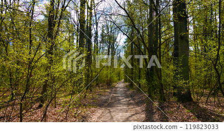 Alley in the spring forest with fused trees in the form of a tunnel Alley in the spring forest with fused trees in the form of a tunnel 119823033
