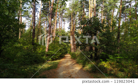 Alley in the summer forest with fused trees in the form of a tunnel Alley in the summer forest with fused trees in the form of a tunnel 119823041