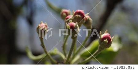 Blooming Apple tree in spring in Ukraine 119823082