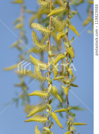 Babylonian willow tree flowering in spring with fluffy seeds 119823088