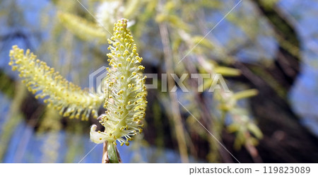 Babylonian willow tree flowering in spring with fluffy seeds Babylonian willow tree flowering in spring with fluffy seeds 119823089