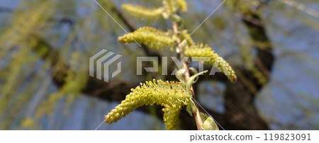 Babylonian willow tree flowering in spring with fluffy seeds 119823091