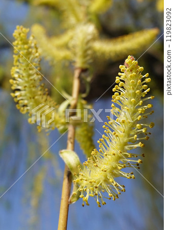 Babylonian willow tree flowering in spring with fluffy seeds Babylonian willow tree flowering in spring with fluffy seeds 119823092