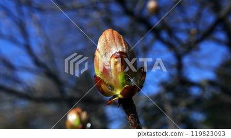 In the spring, the buds of a chestnut tree bloom 119823093