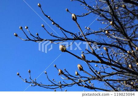 In the spring, the buds of a chestnut tree bloom In the spring, the buds of a chestnut tree bloom 119823094