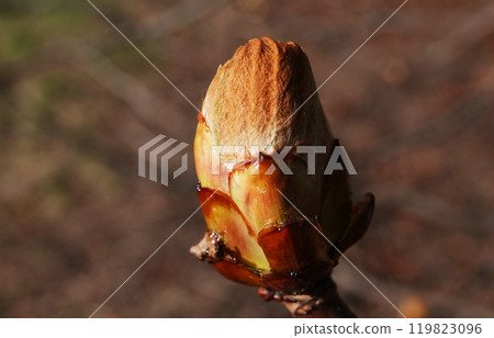 In the spring, the buds of a chestnut tree bloom 119823096